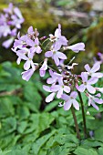 CARDAMINE QUINQUEFOLIA