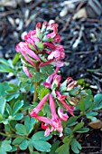 CORYDALIS SOLIDA