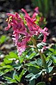 CORYDALIS SOLIDA