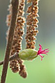 CORYLUS AVELLANA