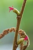 CORYLUS AVELLANA