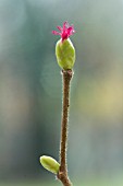 CORYLUS AVELLANA