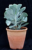 COTYLEDON ORBICULATA CEDRIC MORRIS