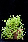 CRASSULA LYCOPOIDES