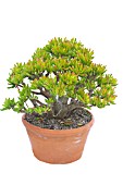 CRASSULA OVATA HOBBIT