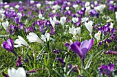 CROCUS PICKWICK & JOAN OF ARC