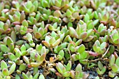 DELOSPERMA NUBIGENUM