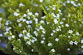 DIOSMA ERICIODES SUNSET GOLD