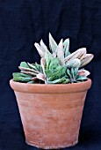 GASTERIA MACULATA LITTLE WARTY