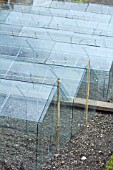 GLASS CLOCHES