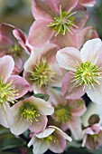 HELLEBORUS PIROUETTE