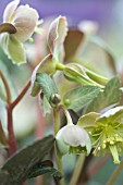 HELLEBORUS LIVIDUS