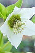 HELLEBORUS ORIENTALIS CLEAR WHITE