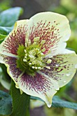 HELLEBORUS X HYBRIDUS YELLOW & RED