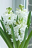 HYACINTHUS ORIENTALIS AIOLOS