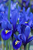 IRIS RETICULATA HARMONY