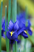 IRIS RETICULATA PIXIE