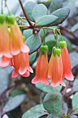 KALANCHOE TESS