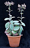 KALANCHOE FEDTSCHENKOI VARIEGATA