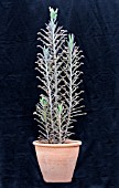 KALANCHOE VERTICILLATA