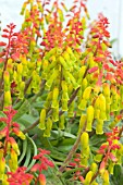 LACHENALIA ALIODES RIEBEEK COLLECTION