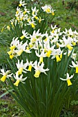 NARCISSUS JENNY