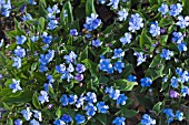 OMPHALODES CHERRY INGRAM