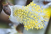 SALIX CAPREA KILMARNOCK