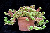 SEDUM RUBROTINCTUM