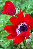 ANEMONE CORONARIA MONA LISA RED