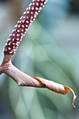 ANTHURIUM CRYSTALLINUM