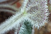 BEGONIA SIZEMOREAE