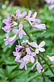 CARDAMINE QUINQUEFOLIA