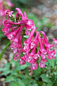 CORYDALIS SOLIDA (RED FORM)