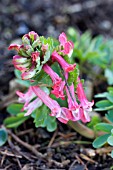 CORYDALIS SOLIDA