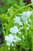 DICENTRA SPECTABILIS  ALBA