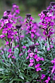 ERYSIMUM BOWLES MAUVE