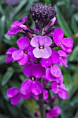 ERYSIMUM BOWLES MAUVE