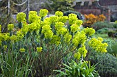 EUPHORBIA CHARACIAS WULFENII