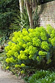 EUPHORBIA CHARACIAS WULFENII