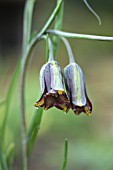 FRITILLARIA ELWESII