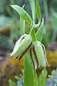 FRITILLARIA HERMONIS