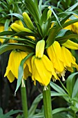 FRITILLARIA IMPERIALIS LUTEA