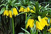 FRITILLARIA IMPERIALIS LUTEA