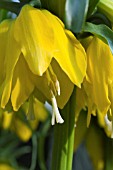 FRITILLARIA IMPERIALIS LUTEA