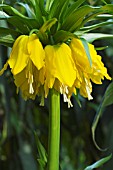 FRITILLARIA IMPERIALIS LUTEA