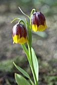 FRITILLARIA MICHAILOVSKYI