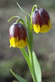 FRITILLARIA MICHAILOVSKYI