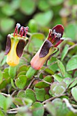 FUCHSIA PROCUMBENS