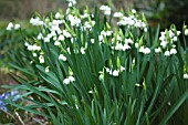 LEUCOJUM AESTIVUM GRAVETYE GIANT